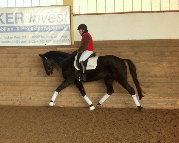 Pferd Zauberblüte 4 (Trakehner, 2011, von Redecker)