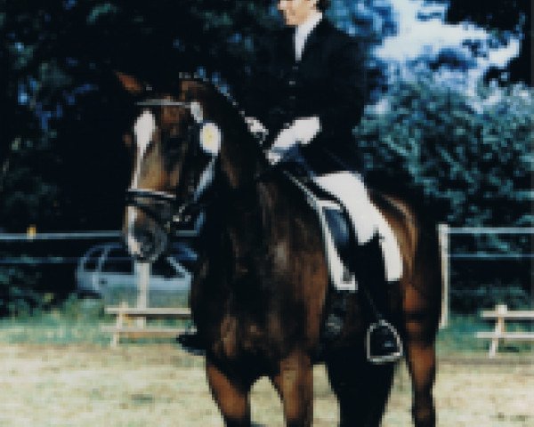 broodmare Design-Ra (Hanoverian, 1999, from Donnerhall) broodmare Design-Ra (Hanoverian, 1999, from Donnerhall)