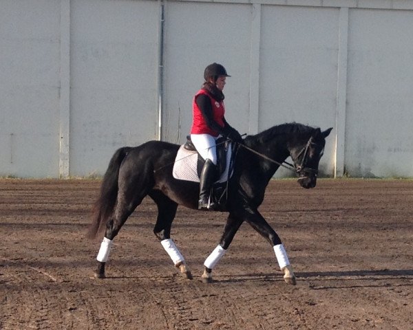 Pferd Sir Black (Mecklenburger, 2010, von Sir Galanto)