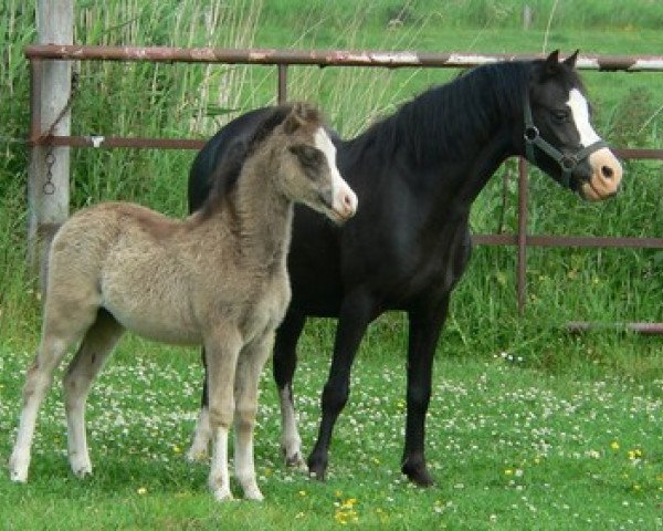 broodmare Autumnsplandor Alisea (Welsh mountain pony (SEK.A),  , from Wolverton Joey)