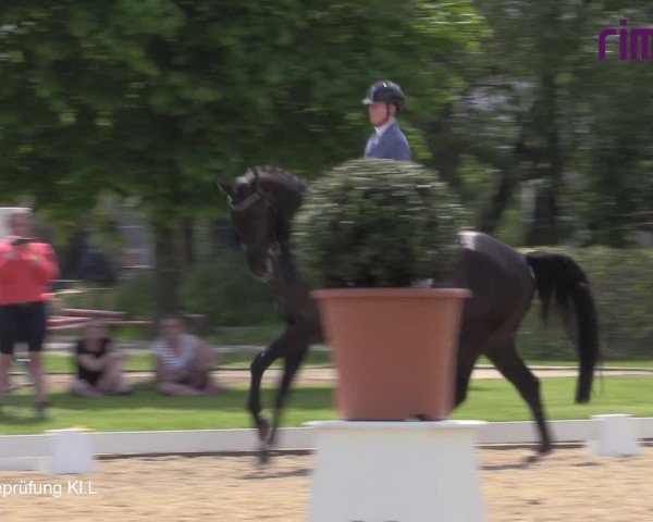 Reitturnier Hille 2021