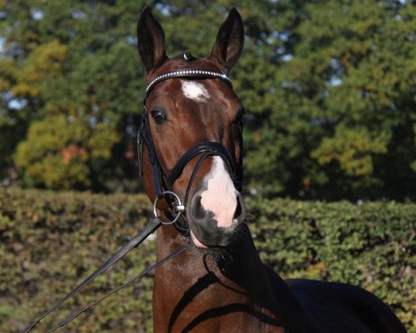 stallion Dutschke (Hanoverian, 2005, from Drosselklang II) stallion Dutschke (Hanoverian, 2005, from Drosselklang II)