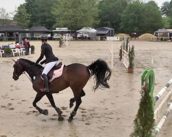 Reitturnier Heiligenwald 2021