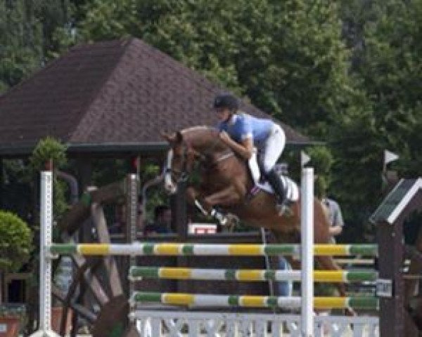 broodmare Twilight 32 (German Riding Pony, 2008, from Top Gun I)