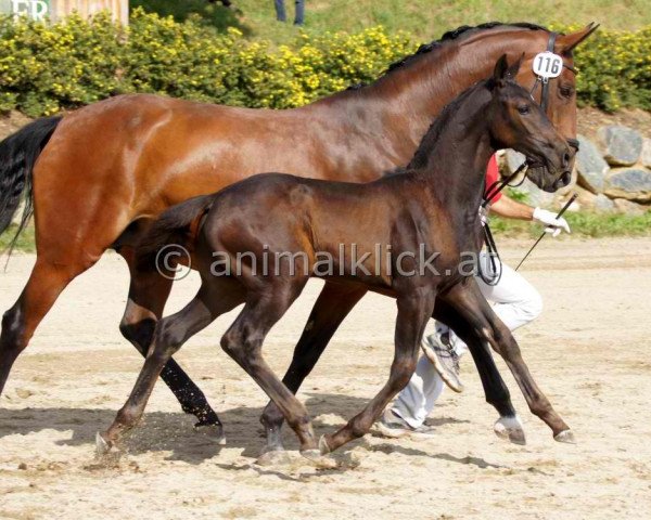 horse Samanta (Austrian Warmblood,  , from St. Moritz Junior)