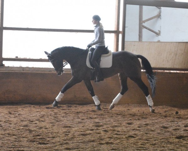 Zuchtstute Rosa (Trakehner, 2010, von Titiano)