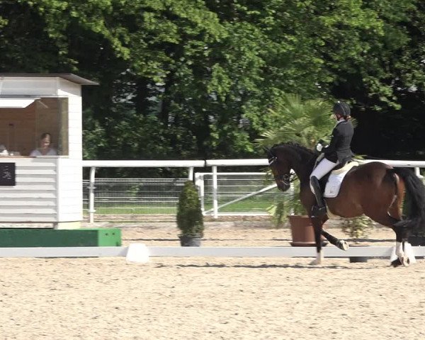 Reitturnier Dielsdorf, Horsepark 2021