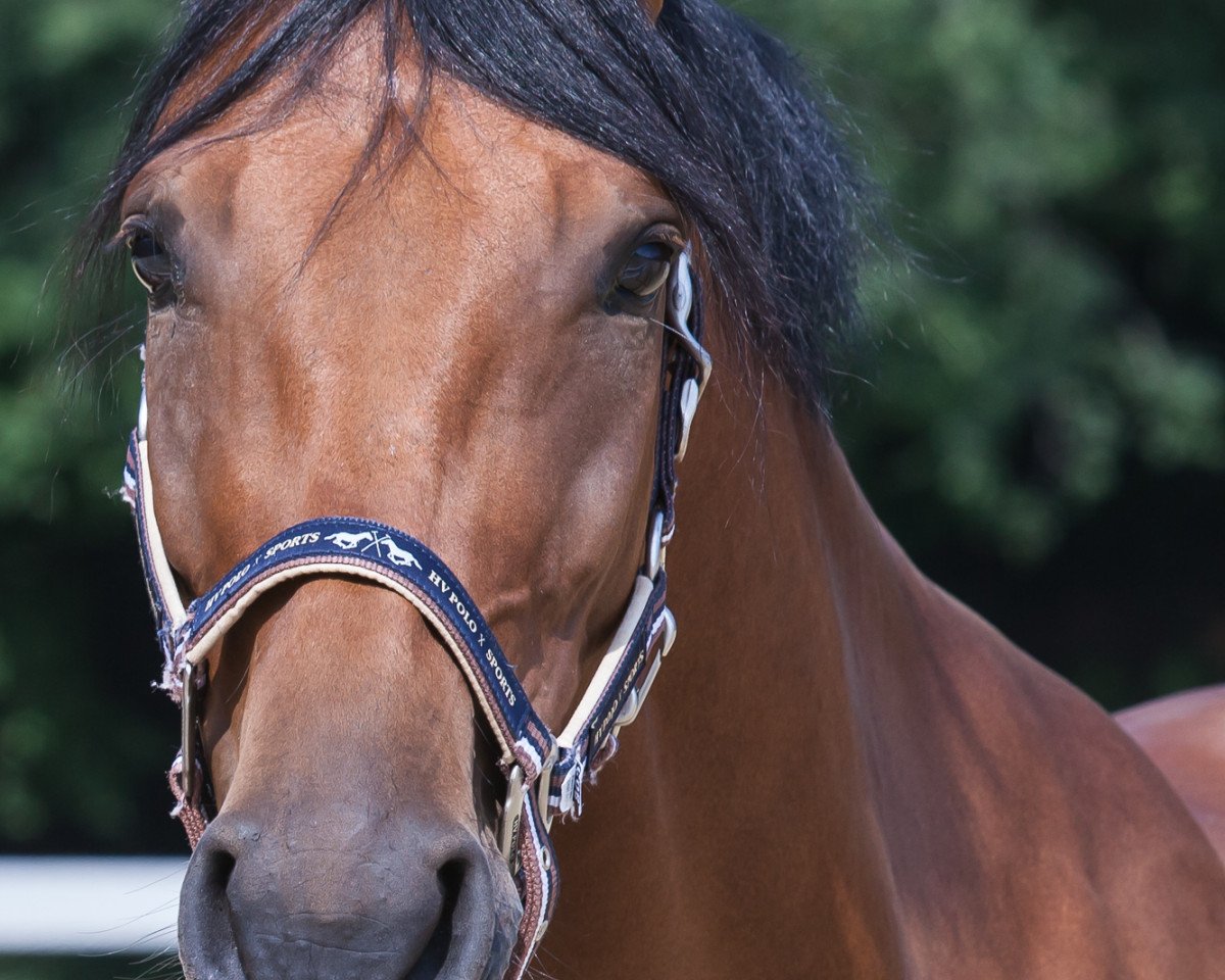 Springpferd Carlandria (Westfale, 2008, von Cayetano L)