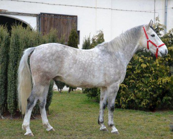 horse Kasanowa (polish noble half-breed, 2009, from Cancoon)