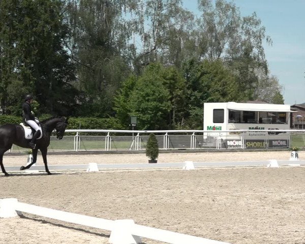 Reitturnier Dielsdorf, Horsepark 2021