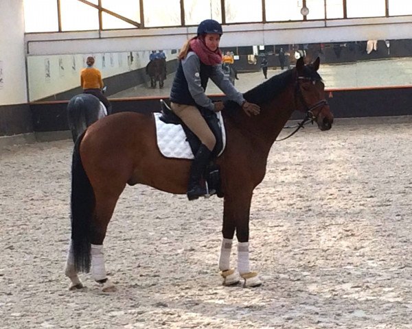 dressage horse Ferrero 18 (Hanoverian, 2001, from Fabriano)
