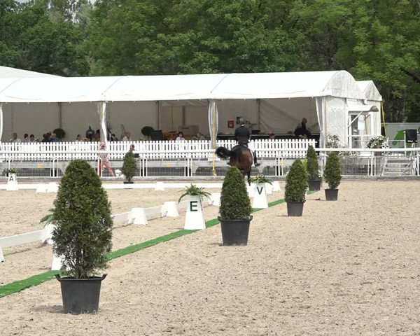 Reitturnier Dielsdorf, Horsepark 2021