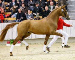 stallion Valerius (KWPN (Royal Dutch Sporthorse), 2012, from Vivaldi)