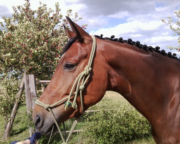 Springpferd Fine Future 2 (Deutsches Sportpferd, 2003, von Future)