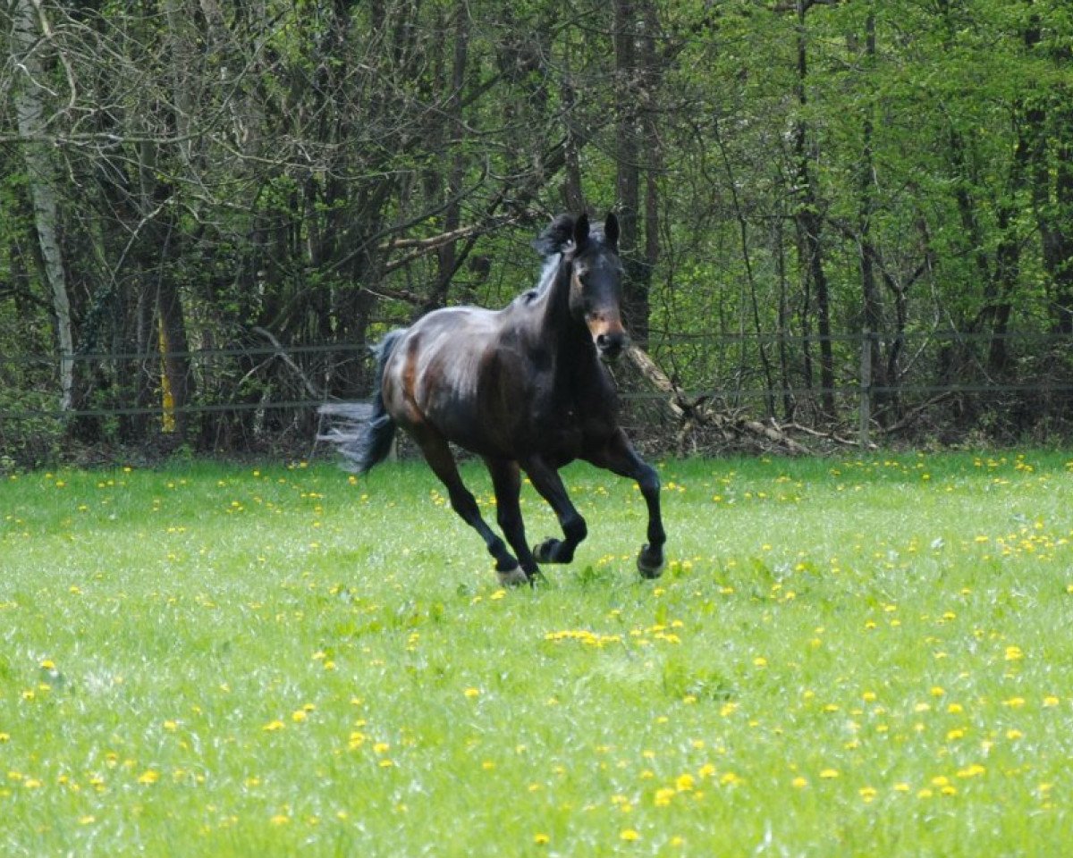 horse Chairman 12 (Rhinelander, 1996, from Charmant)