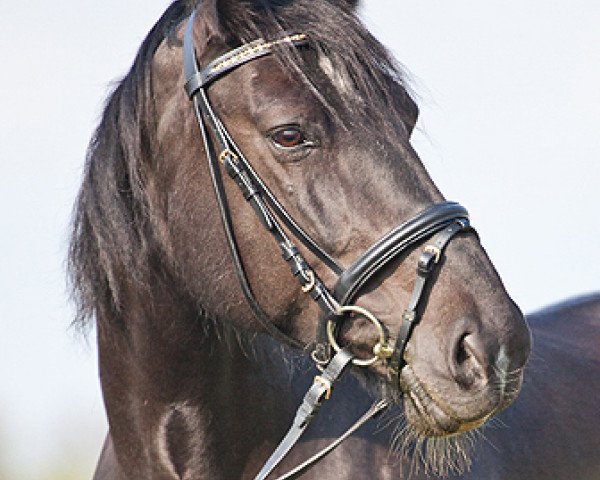 broodmare Eubana (Heavy Warmblood, 1998, from Geron)