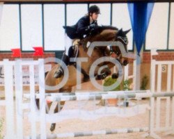 jumper Gicho (Belgian Warmblood, 2006, from C'est la Vie)