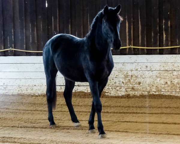 horse Samurai (Oldenburg, 2012, from St. Moritz Junior)
