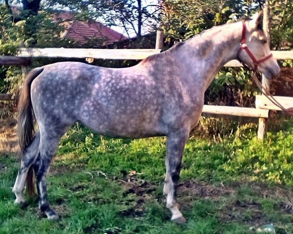 horse Dalma (Holsteiner, 2010, from Justboy)