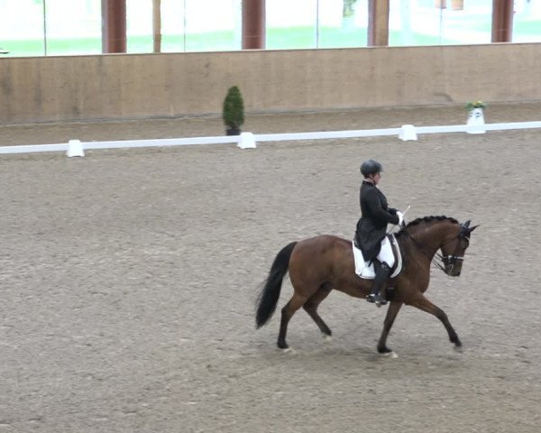 Reitturnier Dielsdorf, Horsepark 2021