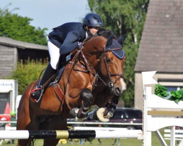 stallion Chacco-Fly (Oldenburg show jumper, 2006, from Chacco-Blue)