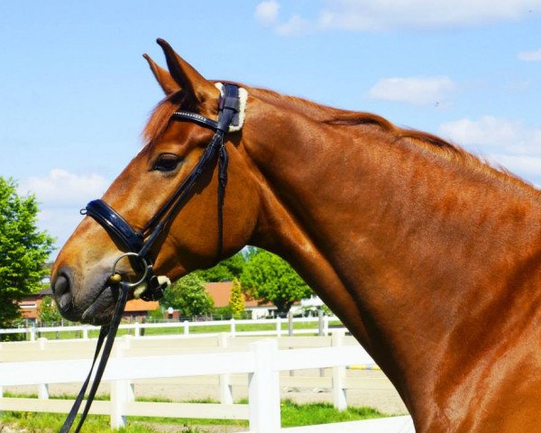 horse For Eternity (Hanoverian, 2010, from Fürst Nymphenburg)