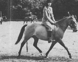 broodmare Bull Hill Trudy (New Forest Pony, 1957, from Knightwood Spitfire)