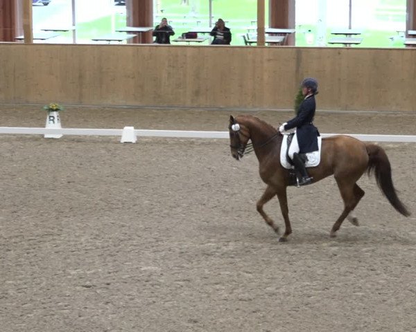Reitturnier Dielsdorf, Horsepark 2021