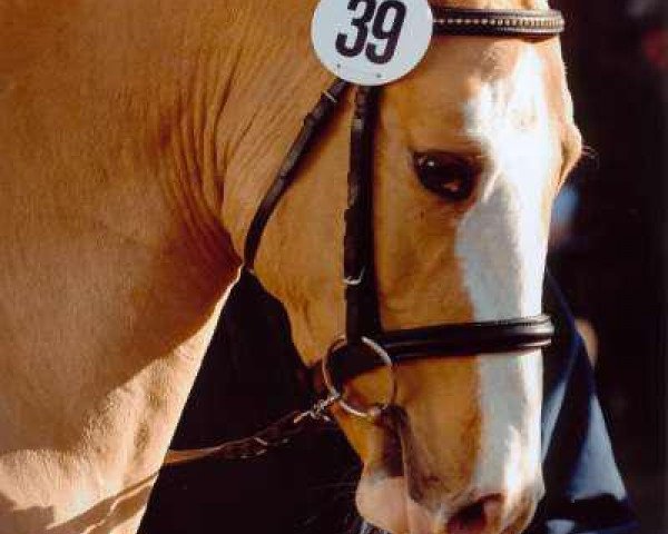 horse Dusty Royal (German Riding Pony, 2005, from Danny Gold)