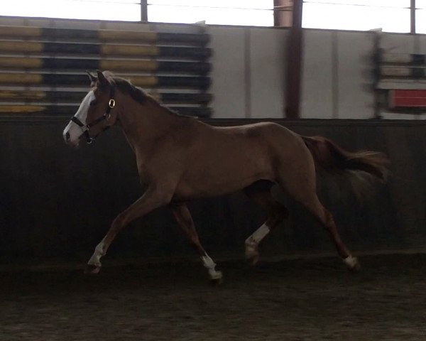 Pferd Maja (Deutsches Reitpony, 2011, von Manchester)