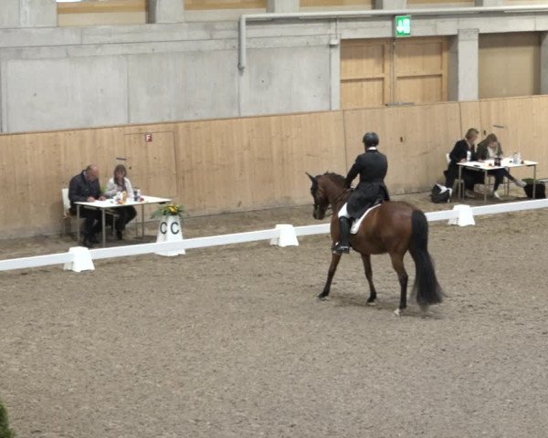 Reitturnier Dielsdorf, Horsepark 2021