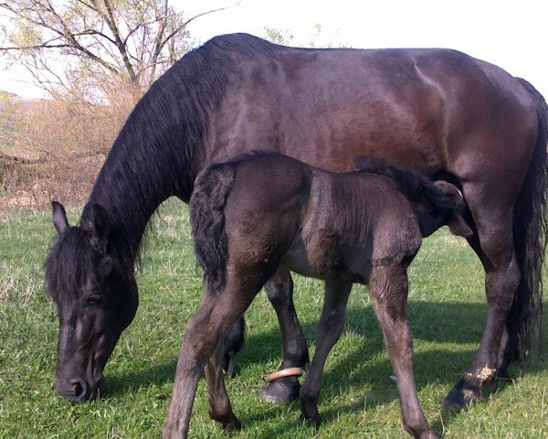 broodmare Blaky (Palatine Ardennes, 2015, from Belissimo NRW)
