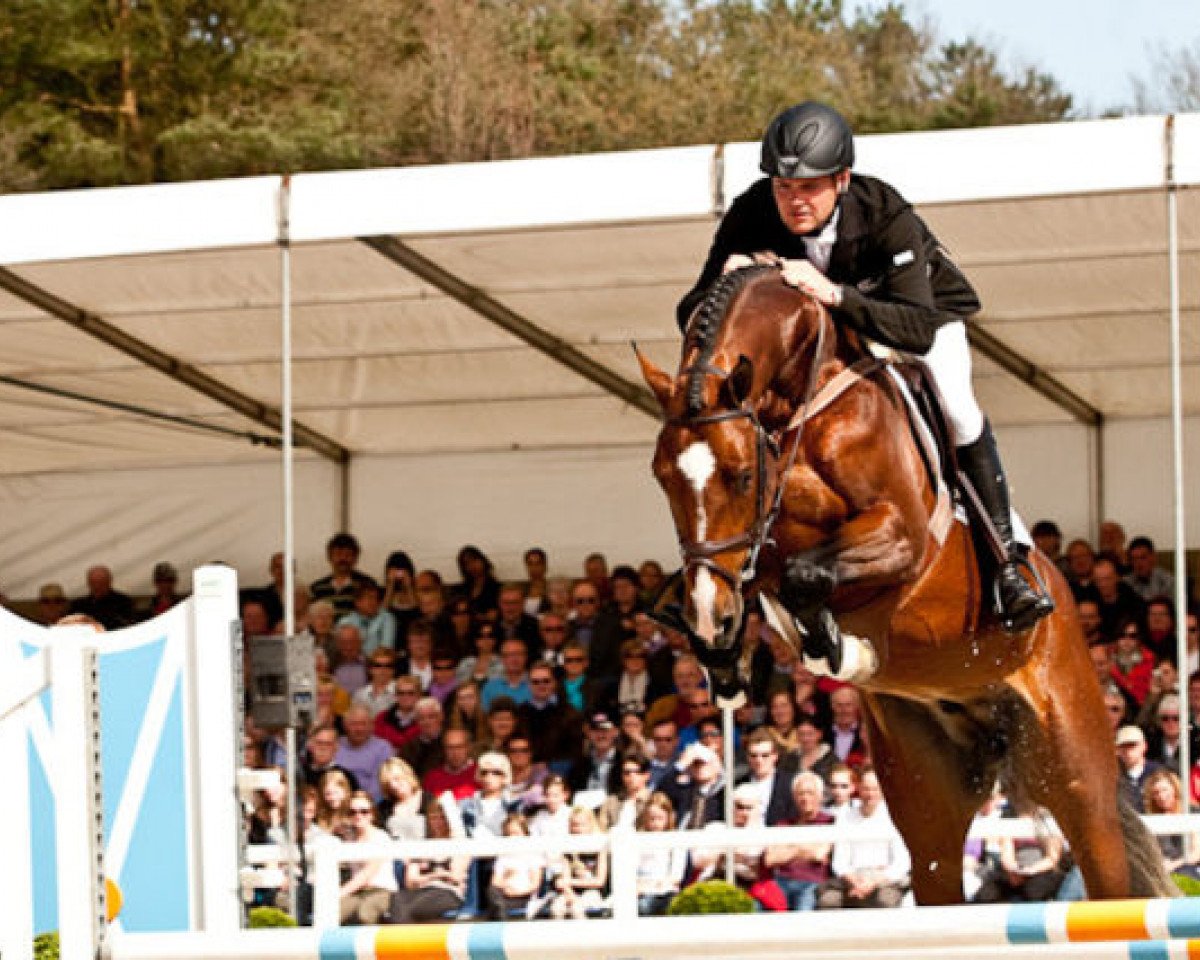 Deckhengst Babalouba (KWPN (Niederländisches Warmblut), 2003, von Baloubet du Rouet)
