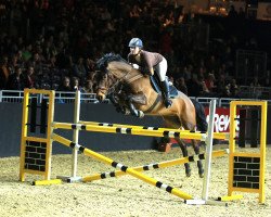 Springpferd Cinderella 555 (Oldenburger, 2003, von Concetto)