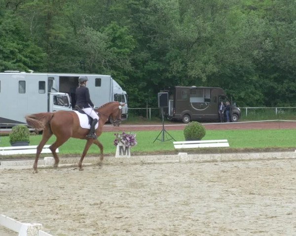 Reitturnier Heiligenwald 2021