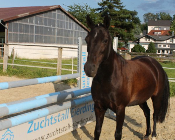 broodmare Nala (Westphalian, 1996, from Bordo II)