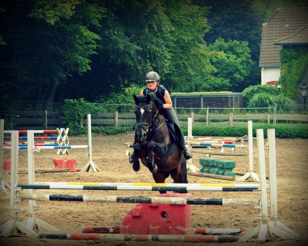 Dressurpferd Dark Dolly (Deutsches Reitpony, 2003, von Dark Rex)
