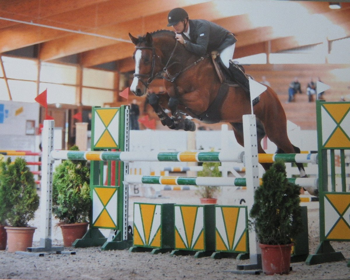 broodmare W-Chepara (Holsteiner, 2006, from Cassini I)