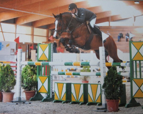 broodmare W-Chepara (Holsteiner, 2006, from Cassini I)
