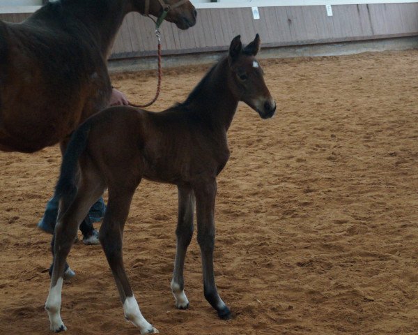 dressage horse Sunrise Lilly SG (Bavarian, 2015, from Rasso Royal)
