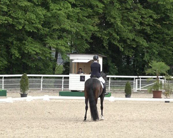 Reitturnier Dielsdorf, Horsepark 2021