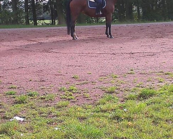 broodmare Amsel XVII (Trakehner, 2001, from Pondor) broodmare Amsel XVII (Trakehner, 2001, from Pondor)