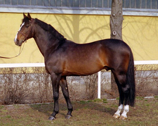stallion Hospodar (KWPN (Royal Dutch Sporthorse), 1989, from Beaujolais 81 FIN)