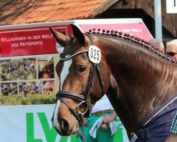 broodmare Cara Mia (Westphalian, 2009, from Coupe de Coeur 2)