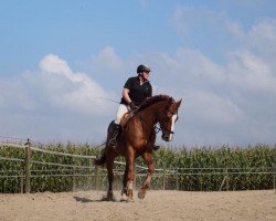 dressage horse Avitano (Rhinelander, 2005, from Alex)