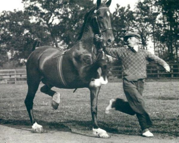 Hingst Buckley Courage (Hackney (hest/pony), 1918, fra Mathias)