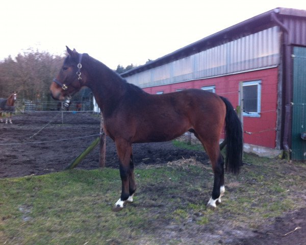 Deckhengst Cleyton (Oldenburger Springpferd, 2012, von Cornet’s Balou)