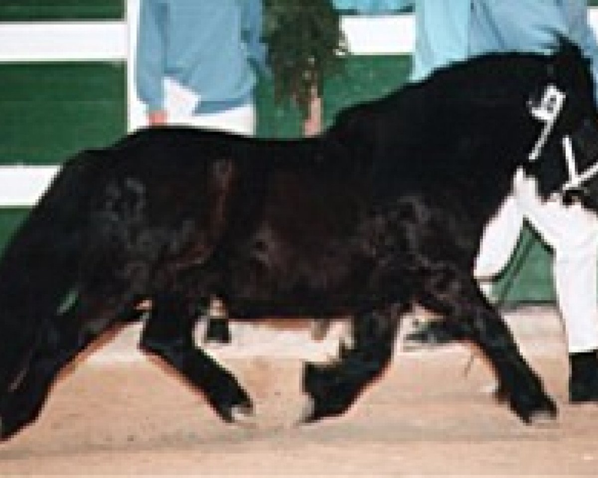 Deckhengst Nesch of Baltic Sea (Shetland Pony, 1997, von Narco v.d. Uitweg)