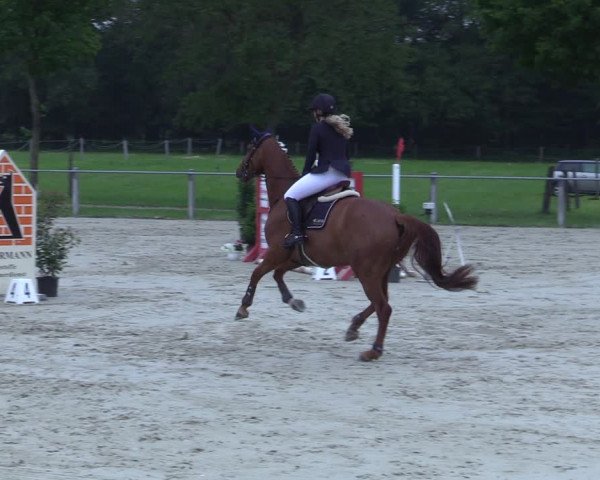Reitturnier Nienberge-Schonebeck 2021