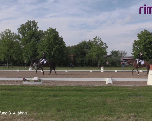 Reitturnier Hille 2021